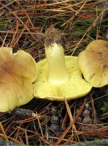 ČIRŮVKA ZELÁNKA – Tricholoma equestre – FOTO: Josef Slavíček