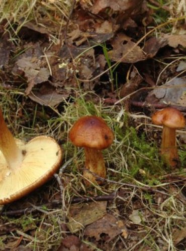 ČIRŮVKA ŽLUTOHNĚDÁ – Tricholoma fulvum – FOTO: Josef Slavíček