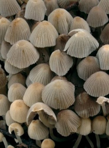 HNOJNÍK NASETÝ – Coprinellus disseminatus – FOTO: Josef Slavíček