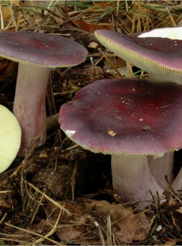 HOLUBINKA JÍZLIVÁ – Russula sardonia – FOTO: Josef Slavíček