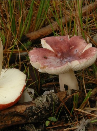 HOLUBINKA KŘEHKÁ – Russula fragilis– FOTO: Josef Slavíček