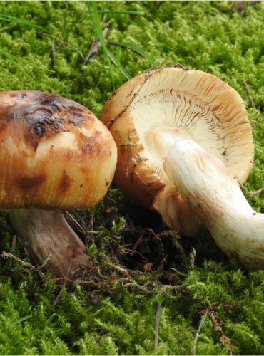 HOLUBINKA SMRDUTÁ – Russula foetens – FOTO: Josef Slavíček