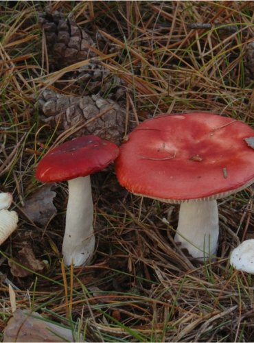 HOLUBINKA VRHAVKA – Russula emetica – FOTO: Josef Slavíček