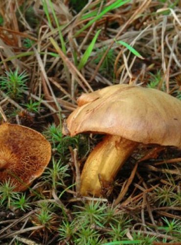 HŘIB PEPRNÝ – Chalciporus piperatus – FOTO: Josef Slavíček