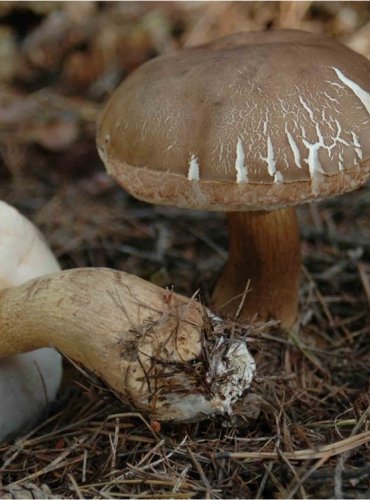 HŘIB ŽLUČNÍK – Tylopilus felleus – FOTO: Josef Slavíček