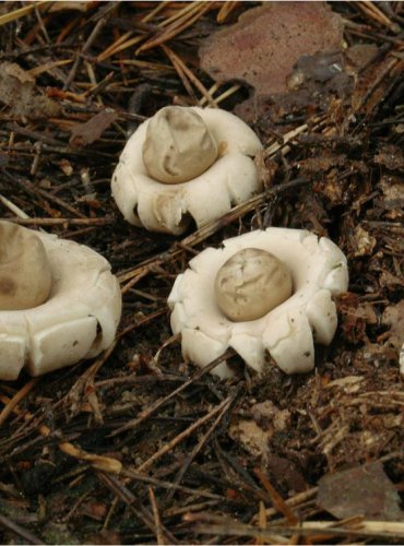 HVĚZDOVKA BRVITÁ – Geastrum fimbriatum – FOTO: Josef Slavíček