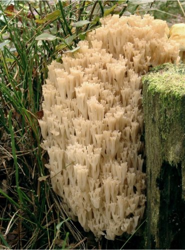 KORUNOKYJKA SVÍCNOVITÁ – Artomyces pyxidatus – FOTO: Josef Slavíček