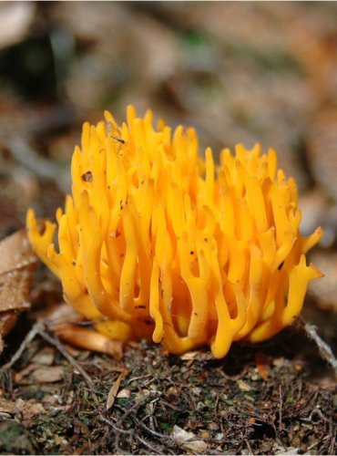 KRÁSNORŮŽEK LEPKAVÝ – Calocera viscosa – FOTO: Josef Slavíček