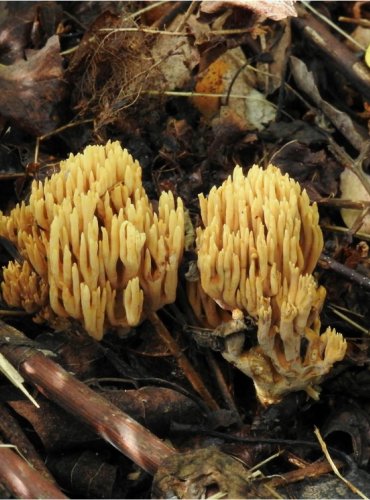 KUŘÁTKA INVALOVA – Ramaria eumorpha – FOTO: Josef Slavíček