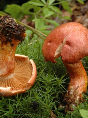 PAVUČINEC ČERVENOŠUPINNÝ – Cortinarius bolaris – FOTO: Josef Slavíček