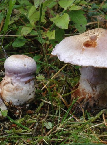 PAVUČINEC KOZLÍ – Cortinarius traganus – FOTO: Josef Slavíček