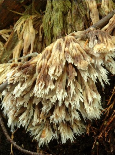 PLESŇÁK ČEKANKOVÝ – Thelephora penicillata – FOTO: Josef Slavíček