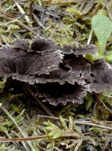 PLESŇÁK KARAFIÁTOVÝ – Thelephora caryophyllea – FOTO: Josef Slavíček