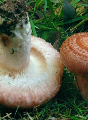 RYZEC KRAVSKÝ – Lactarius torminosus – FOTO: Josef Slavíček