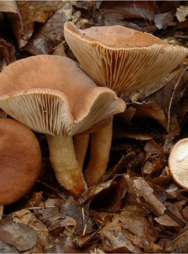 RYZEC NASLÁDLÝ – Lactarius subdulcis – FOTO: Josef Slavíček