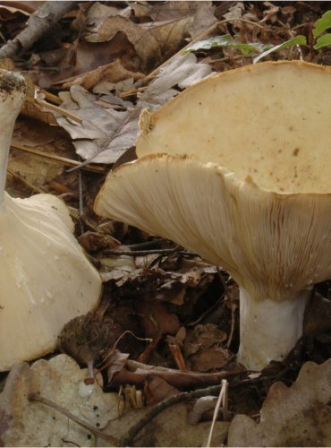 RYZEC PEPRNÝ – Lactarius piperatus – FOTO: Josef Slavíček