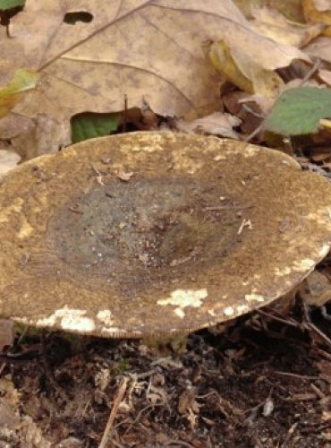 RYZEC ŠEREDNÝ – Lactarius turpis – FOTO: Josef Slavíček