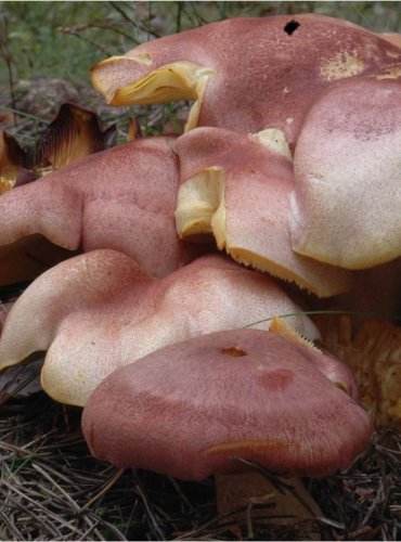 ŠAFRÁNKA ČERVENOŽLUTÁ – Tricholomopsis rutilans – FOTO: Josef Slavíček