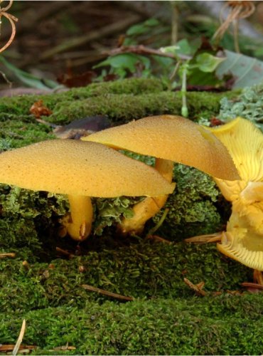 ŠAFRÁNKA OZDOBNÁ – Tricholomopsis decora – FOTO: Josef Slavíček