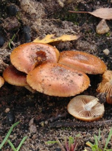 ŠUPINOVKA SPÁLENIŠTNÍ – Pholiota highlandensis – FOTO: Josef Slavíček