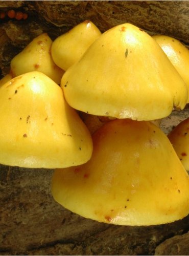 ŠUPINOVKA ZLATOŽLUTÁ – Pholiota limonella – FOTO: Josef Slavíček