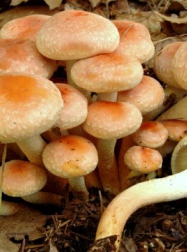 TŘEPENITKA CIHLOVÁ – Hypholoma lateritium – FOTO: Josef Slavíček