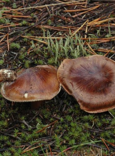 ČIRŮVKA BĚLOHNĚDÁ – Tricholoma albobrunneum – JEDOVATÁ – FOTO: Josef Slavíček