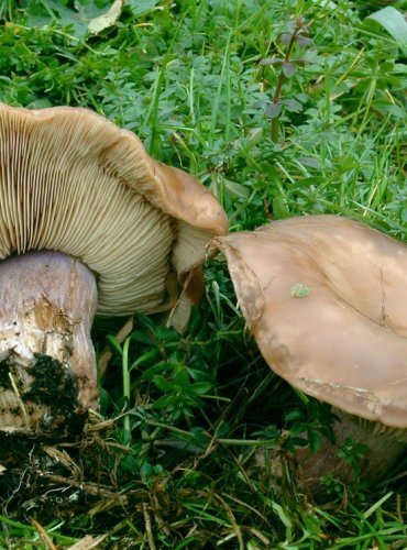 ČIRŮVKA DVOUBARVÁ – Lepista saeva – JEDLÁ – FOTO: Josef Slavíček