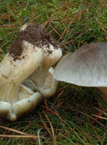 ČIRŮVKA MÝDLOVÁ – Tricholoma saponaceum – JEDOVATÁ – FOTO: Josef Slavíček