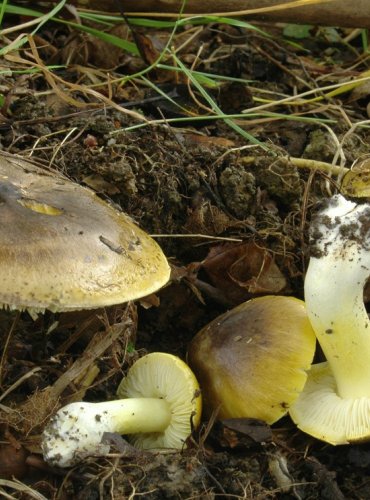 ČIRŮVKA ODLIŠNÁ – Tricholoma sejunctum – NEJEDLÁ – FOTO: Josef Slavíček