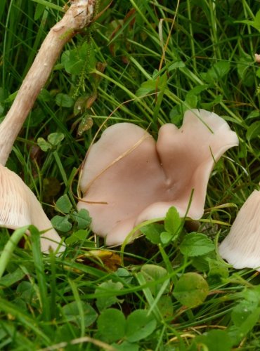 ČIRŮVKA ŠPINAVÁ – Lepista sordida – JEDLÁ – FOTO: Josef Slavíček