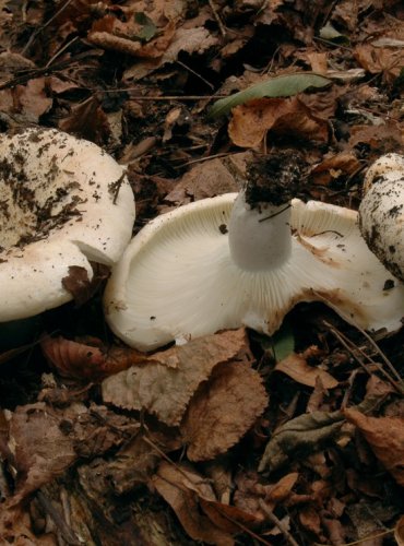 HOLUBINKA AKVAMARÍNOVÁ – Russula chloroides – JEDLÁ – FOTO: Josef Slavíček