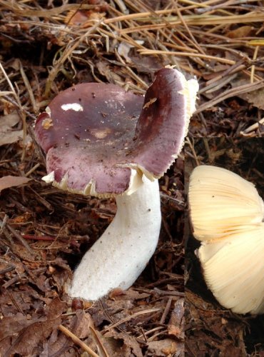 HOLUBINKA AMETYSTOVÁ – Russula amethystina – JEDLÁ – FOTO: Josef Slavíček