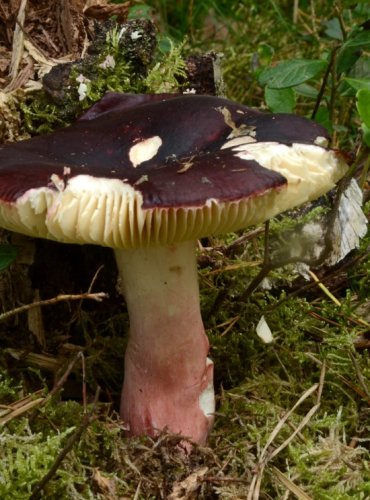 HOLUBINKA BRUNÁTNÁ – Russula badia – NEJEDLÁ – FOTO: Josef Slavíček