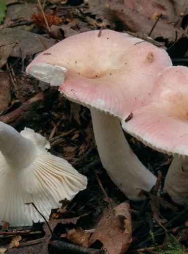 HOLUBINKA BŘEZOVÁ – Russula betularum – NEJEDLÁ – FOTO: Josef Slavíček