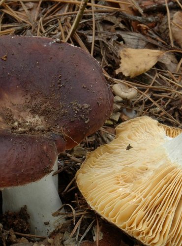 HOLUBINKA CELOKRAJNÁ – Russula integra – JEDLÁ – FOTO: Josef Slavíček