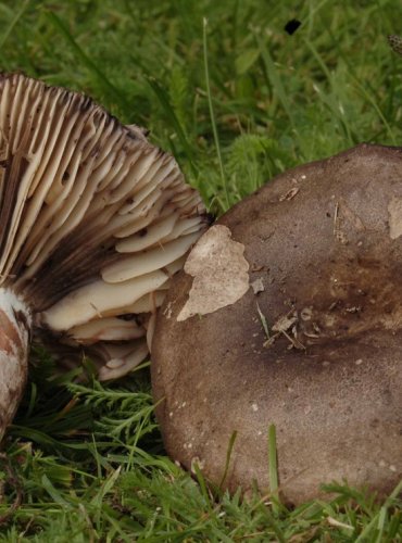 HOLUBINKA ČERNAJÍCÍ – Russula nigricans – JEDLÁ – FOTO: Josef Slavíček