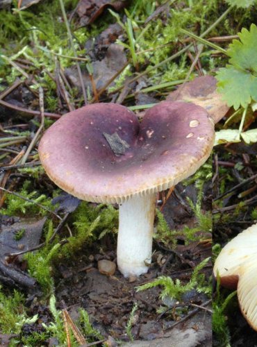 HOLUBINKA DÍVČÍ – Russula puellaris – JEDLÁ – FOTO: Josef Slavíček

