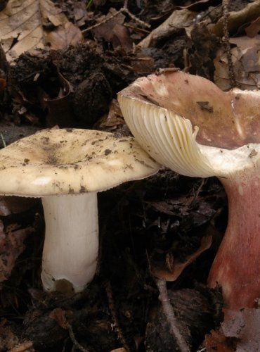 HOLUBINKA FIALOVONOHÁ – Russula violeipes – JEDLÁ – FOTO: Josef Slavíček