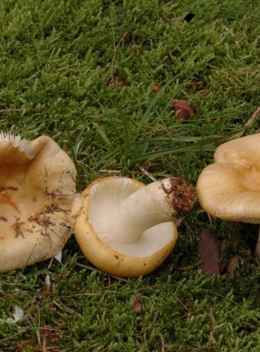 HOLUBINKA HLÍNOŽLUTÁ – Russula ochroleuca – JEDLÁ – FOTO: Josef Slavíček