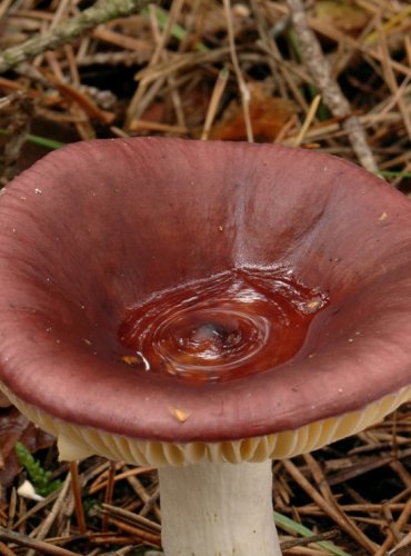 HOLUBINKA HOŘKÁ – Russula caerulea – JEDLÁ – FOTO: Josef Slavíček