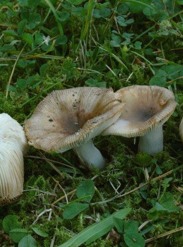 HOLUBINKA HŘEBÍNKATÁ – Russula pectinatoides – NEJEDLÁ – FOTO: Josef Slavíček
