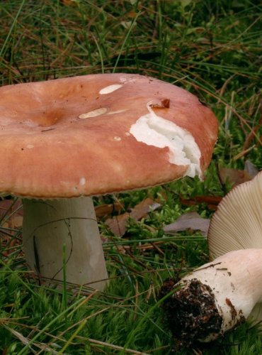 HOLUBINKA JAHODOVÁ – Russula paludosa – JEDLÁ – FOTO: Josef Slavíček