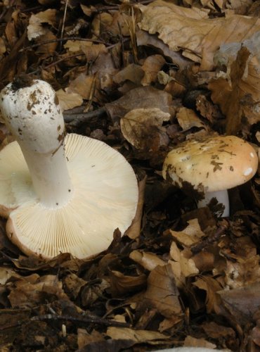 HOLUBINKA JITŘENKOVÁ – Russula aurora – JEDLÁ – FOTO: Josef Slavíček