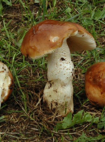 HOLUBINKA KOLČAVÍ – Russula mustelina – JEDLÁ – FOTO: Josef Slavíček