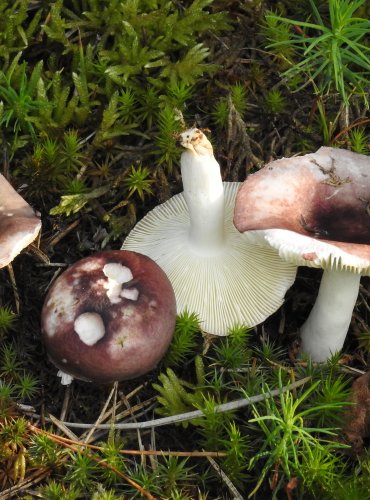 HOLUBINKA KŘEHKÁ – Russula fragilis – NEJEDLÁ – FOTO: Josef Slavíček