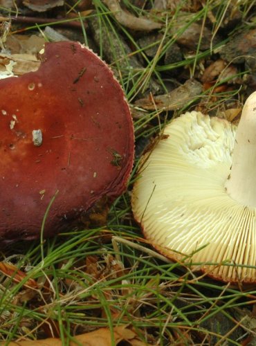 HOLUBINKA LESKLÁ – Russula nitida – JEDLÁ – FOTO: Josef Slavíček