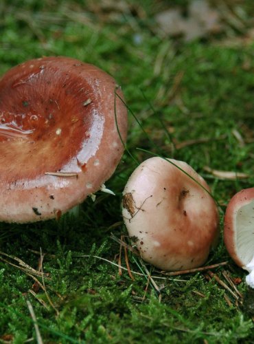 HOLUBINKA MANDLOVÁ – Russula vesca – JEDLÁ – FOTO: Josef Slavíček