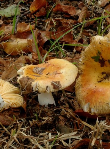 HOLUBINKA MĚNLIVÁ – Russula risigallina – JEDLÁ – FOTO: Josef Slavíček