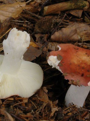 HOLUBINKA NÁDHERNÁ – Russula nobilis – NEJEDLÁ – FOTO: Josef Slavíček